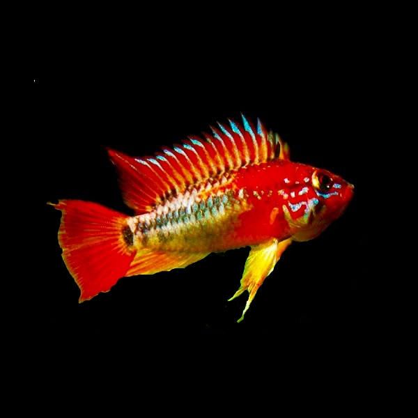 Apistogramma macmasteri red mask ML